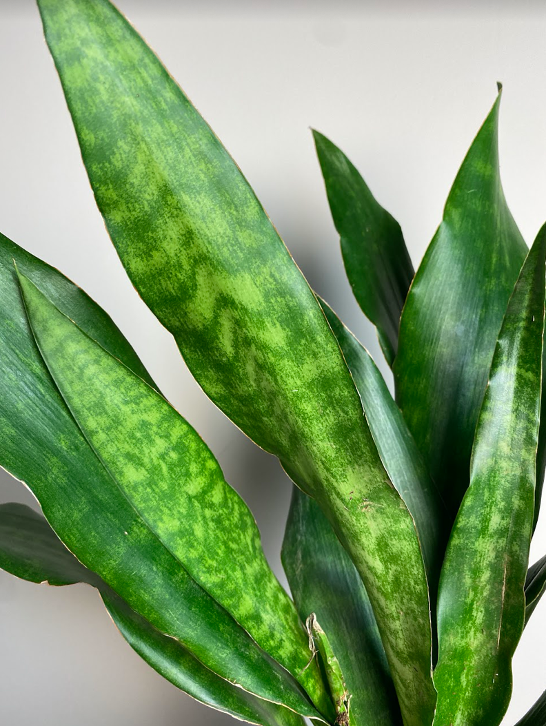 Sansevieria Aubrytiana Jade