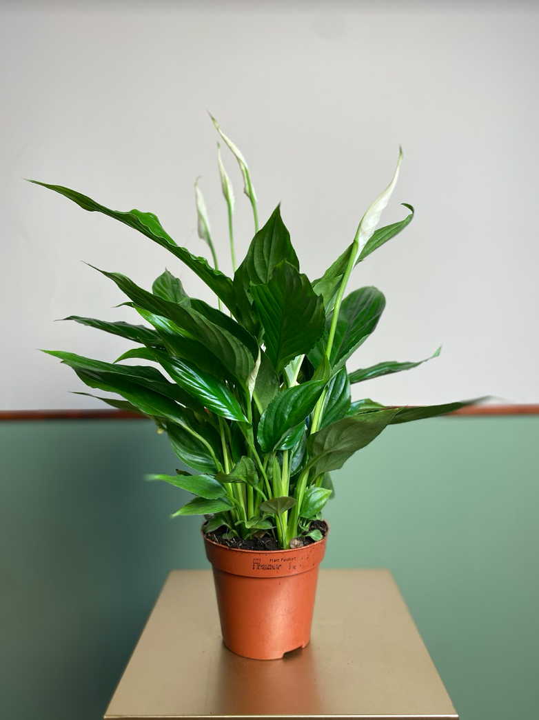 Spathiphyllum Cavalli