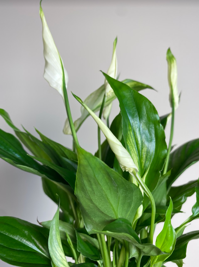 Spathiphyllum Cavalli