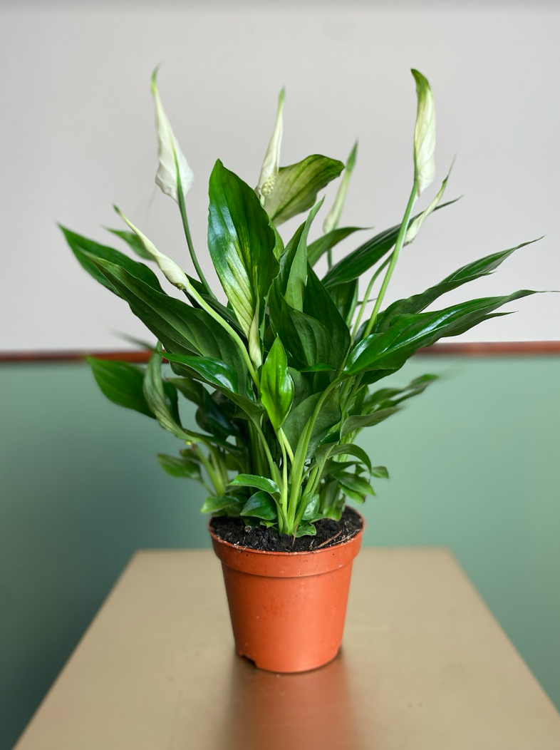 Spathiphyllum Cavalli