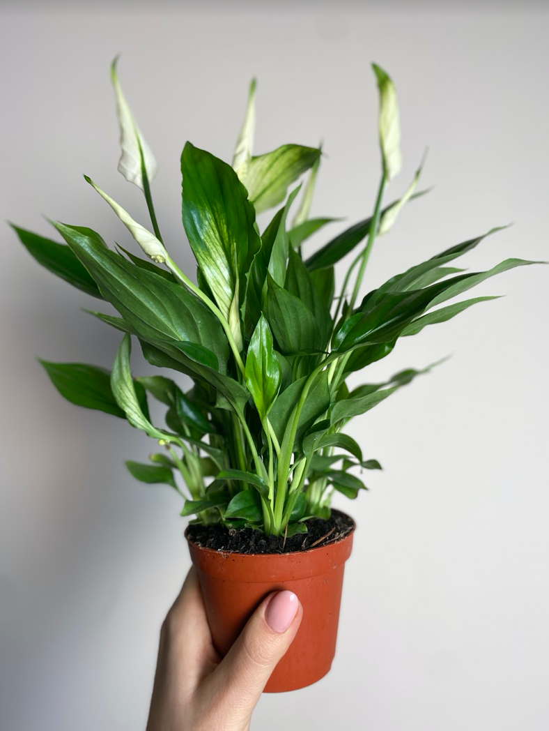 Spathiphyllum Cavalli