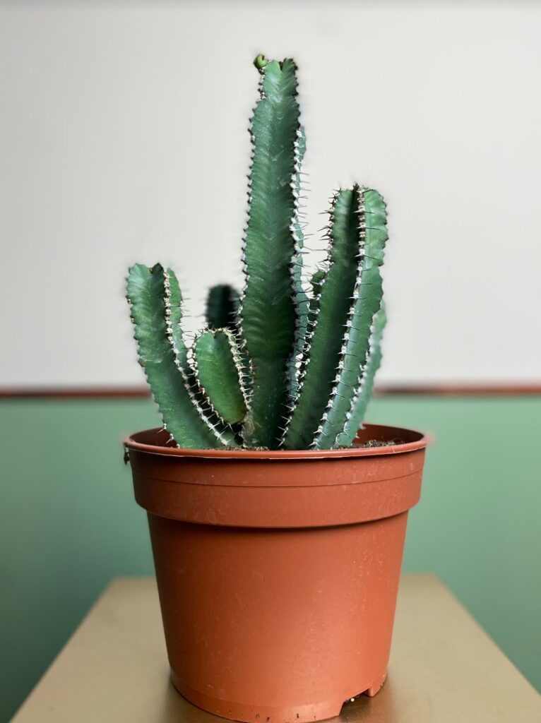 Polyacantha
