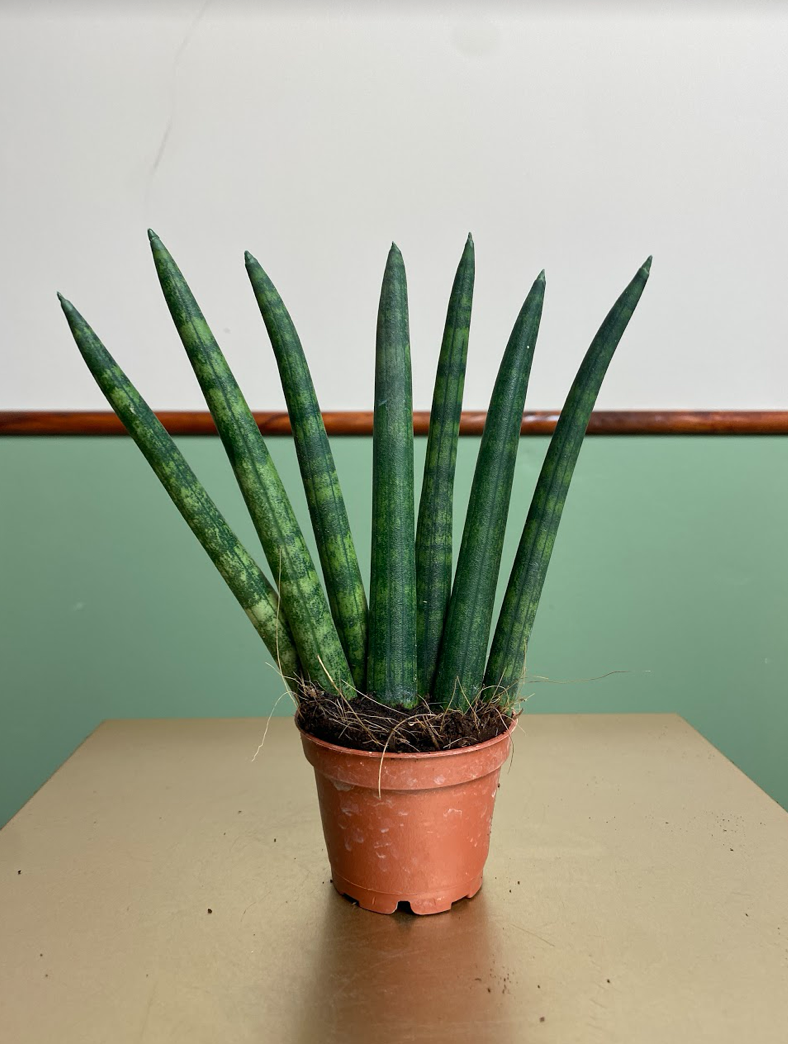Sansevieria cylindrica Fan