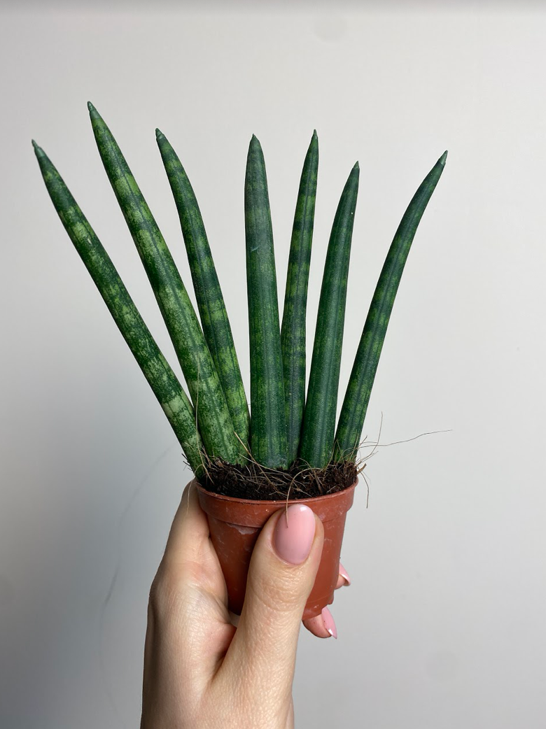 Sansevieria cylindrica Fan