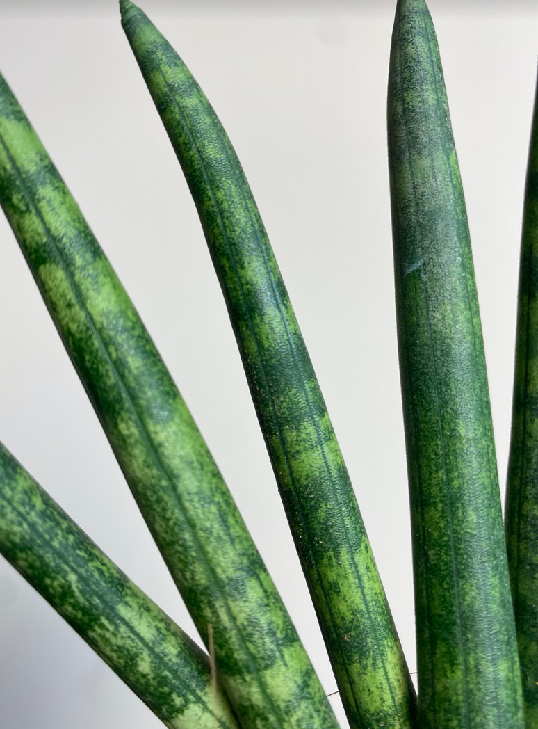 Sansevieria cylindrica Fan