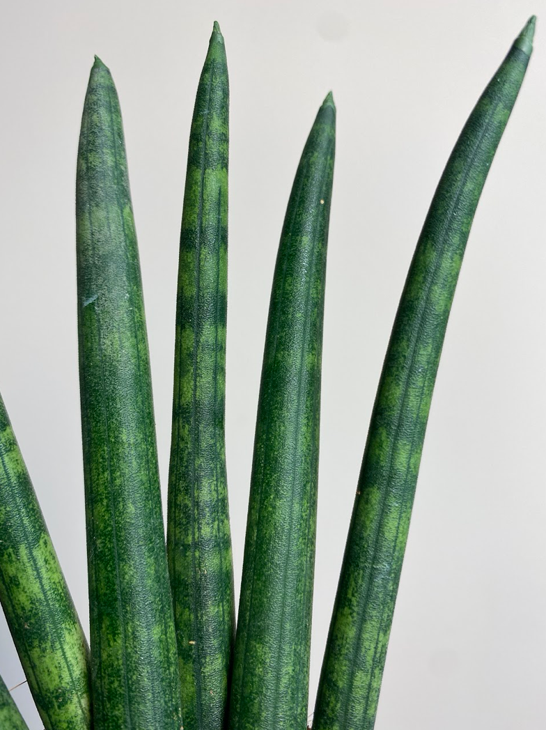 Sansevieria cylindrica Fan
