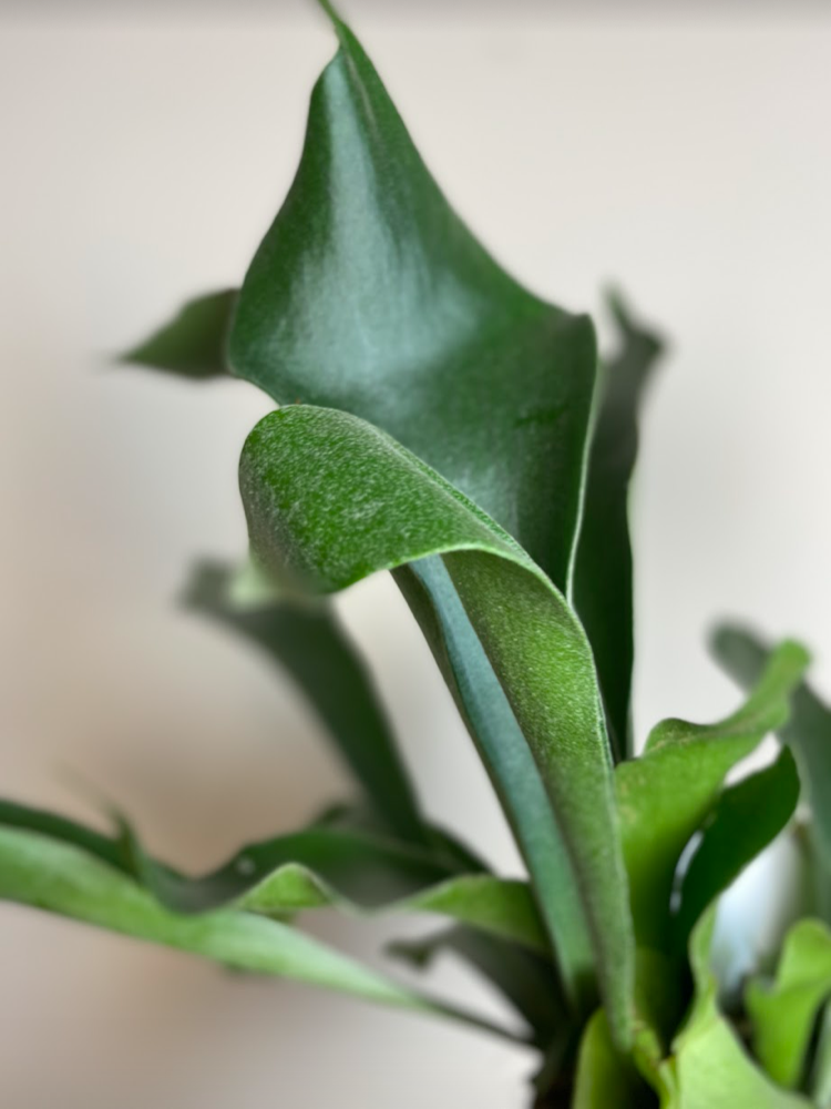 Platycerium bifurcatum