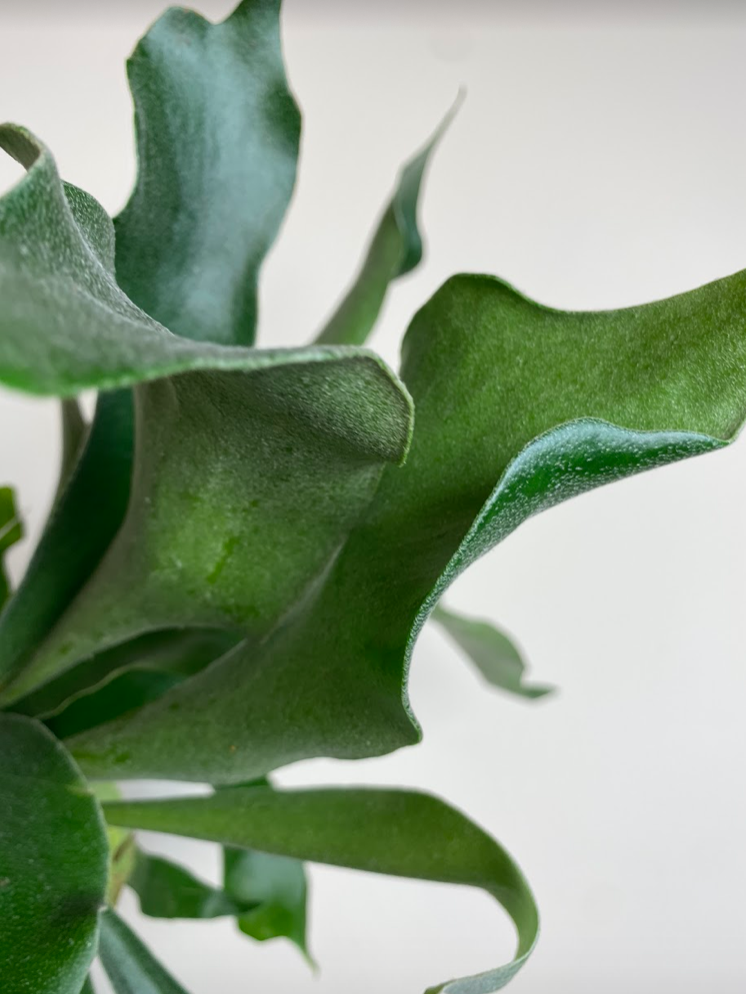 Platycerium bifurcatum