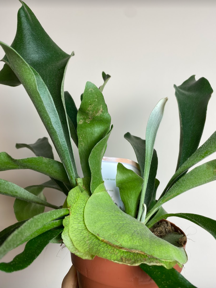 Platycerium bifurcatum