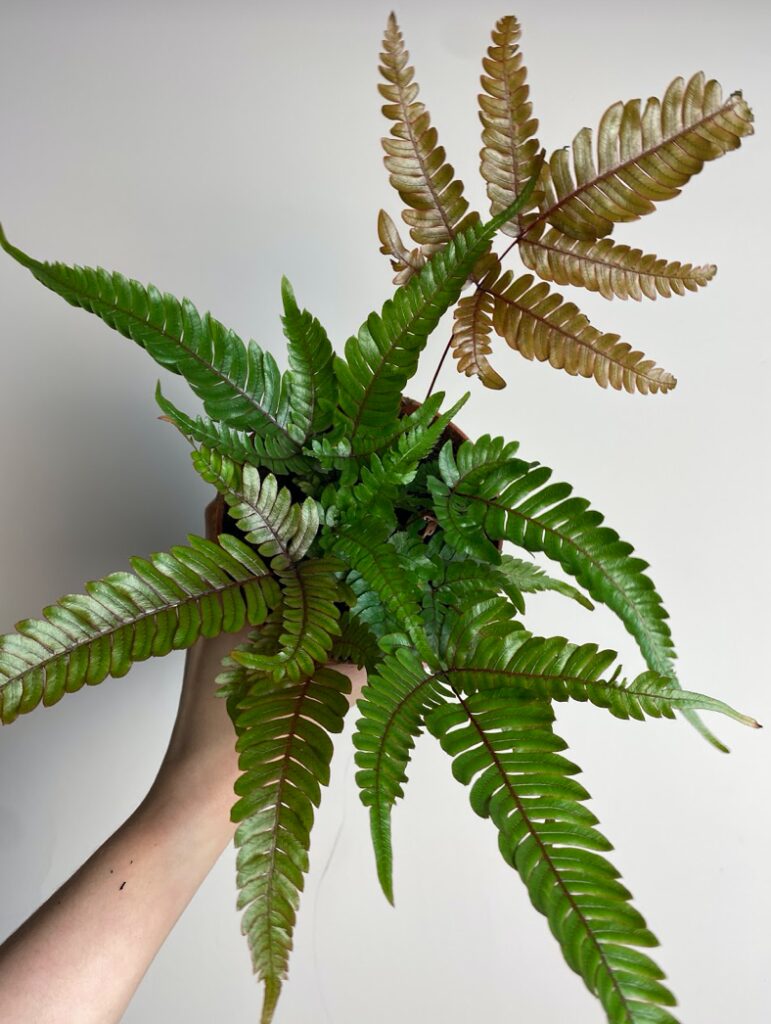 Pteris Tricolor M