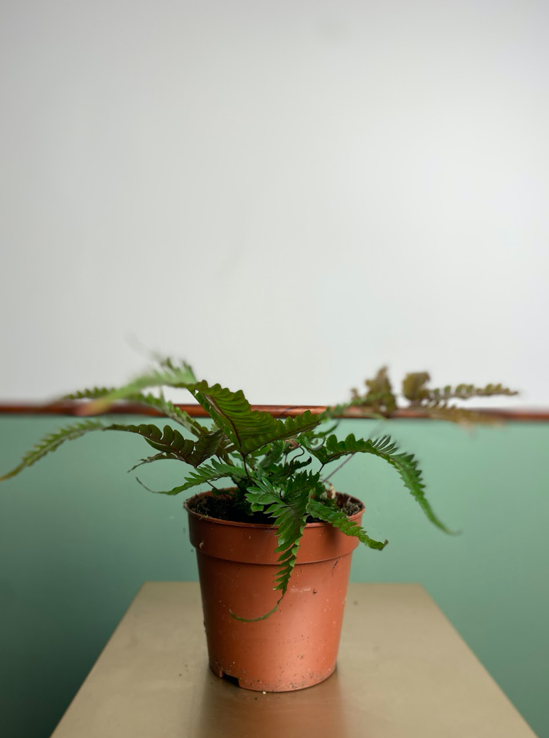 Pteris Tricolor M