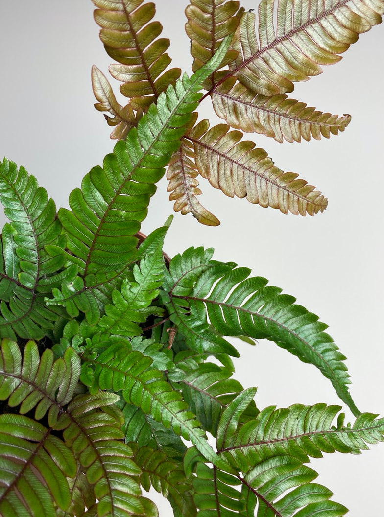 Pteris Tricolor M