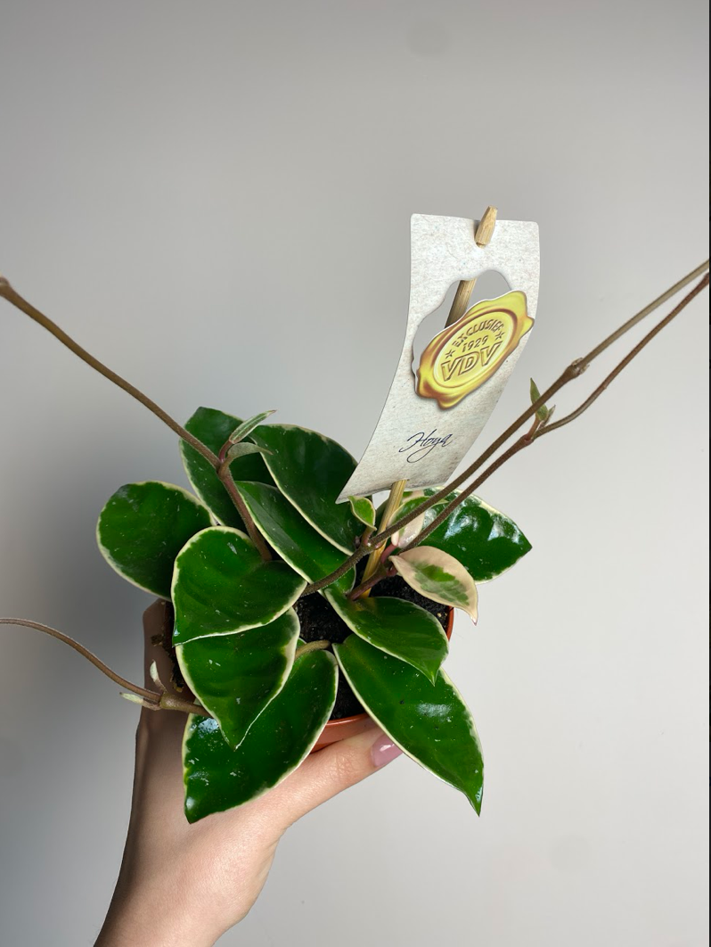 Hoya Krimson Queen