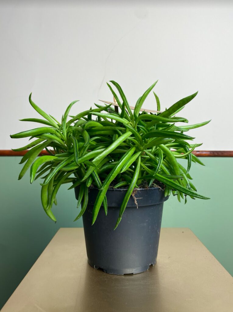 Peperomia nevada