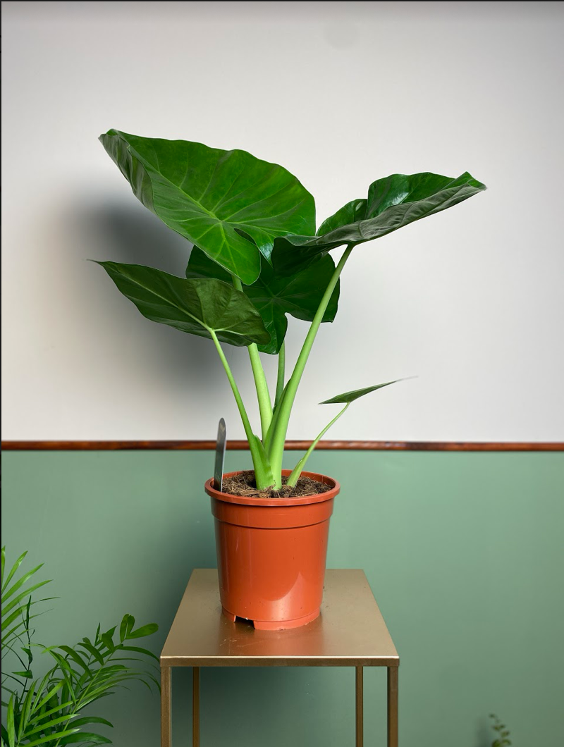 Alocasia Macrorrhiza