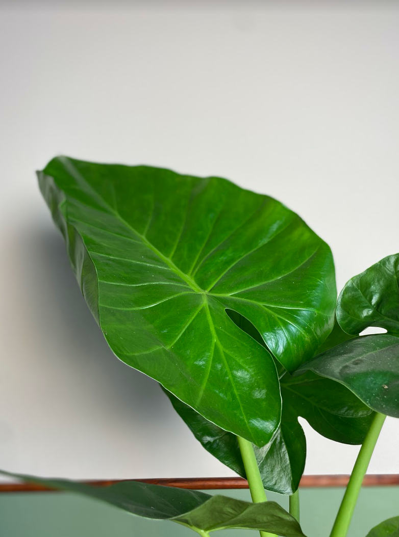 Alocasia Macrorrhiza