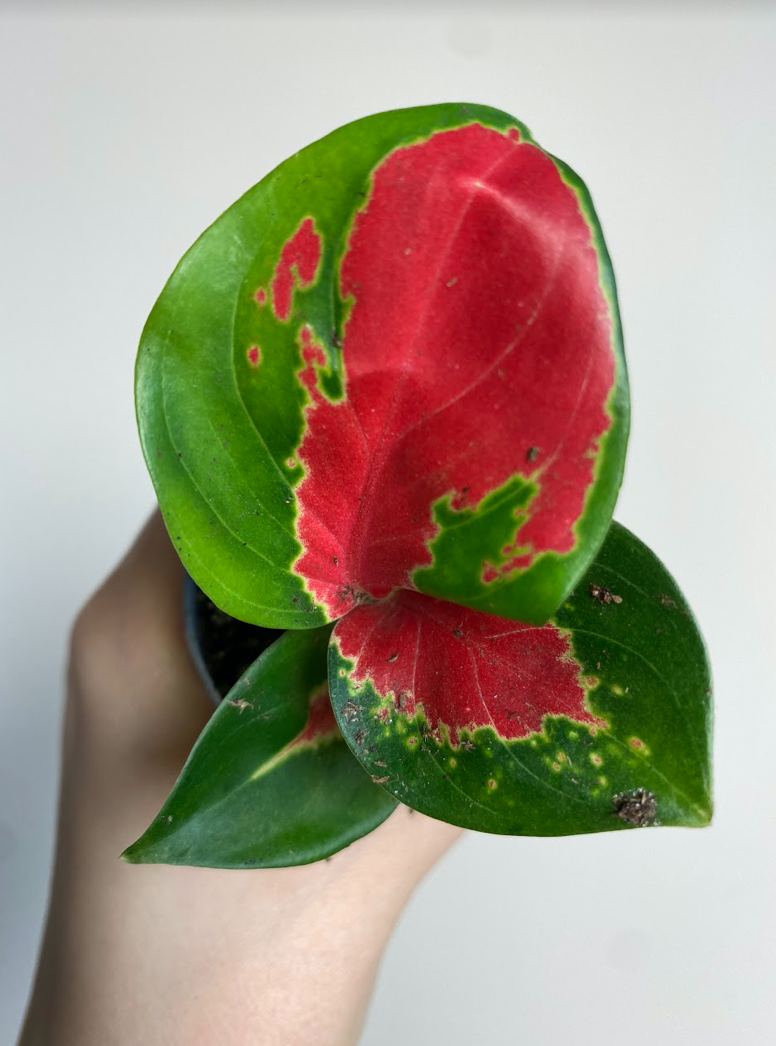 Aglaonema Red