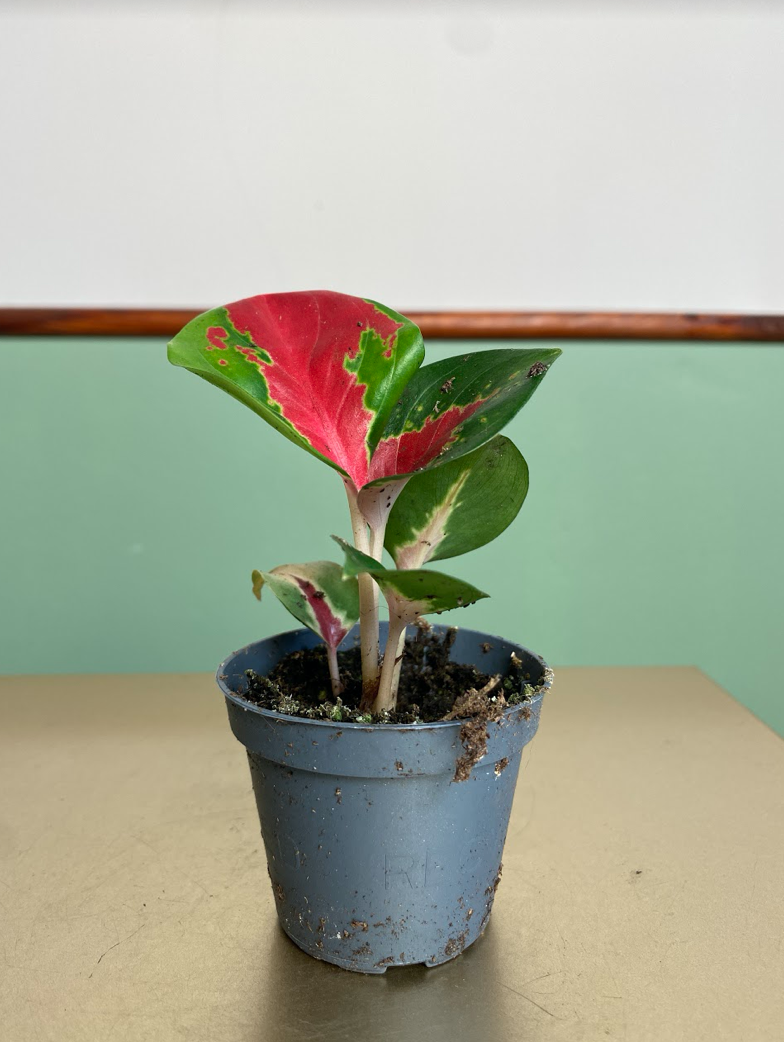 Aglaonema Red