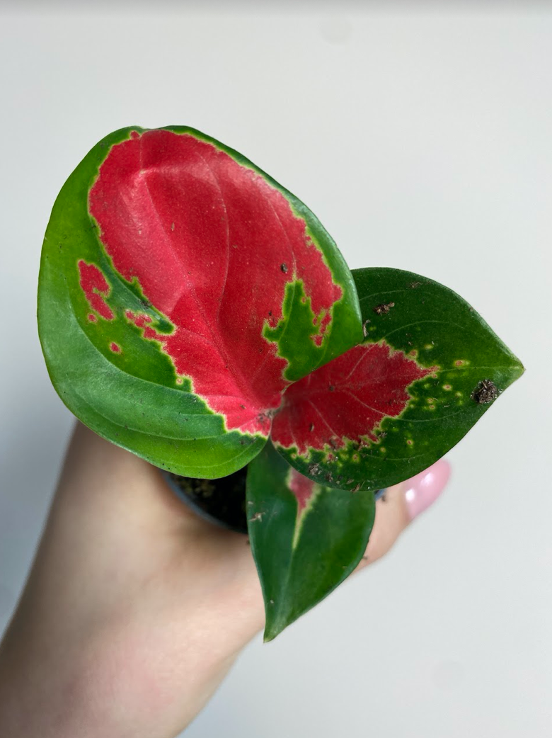 Aglaonema Red