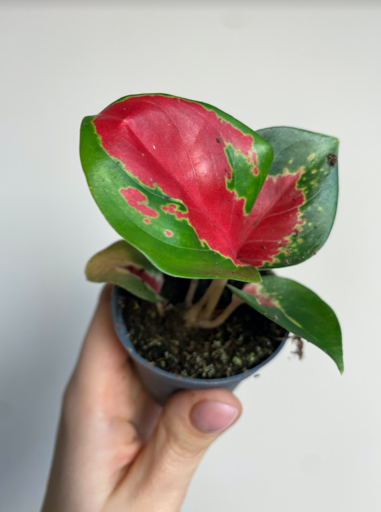 Aglaonema Red