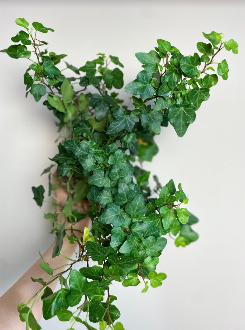 Hedera helix Wonder