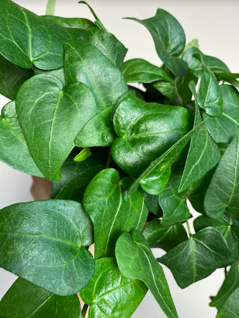 Hedera Mein Herz XL