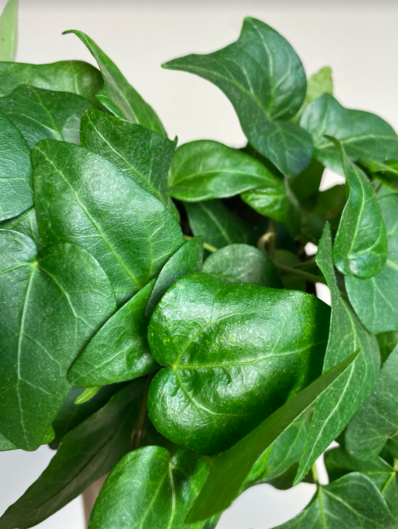 Hedera Mein Herz XL