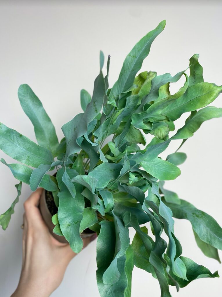 Phlebodium Blue Star | Paproć