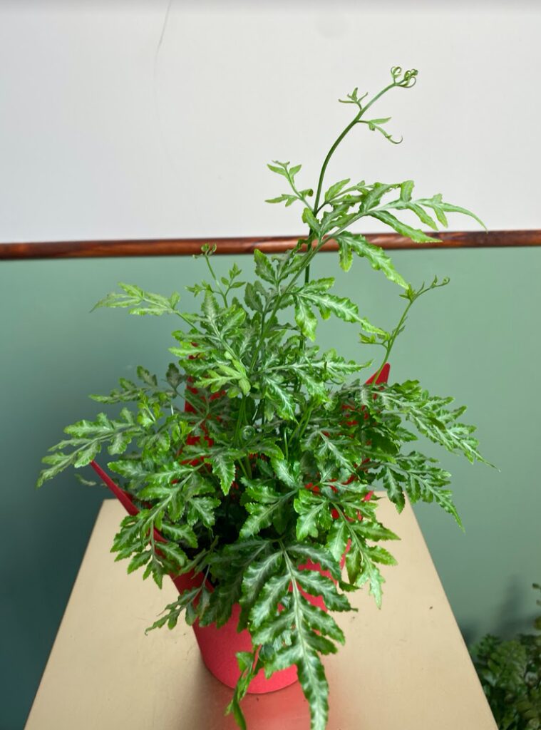 Pteris ensiformis Evergemiensis Orliczka