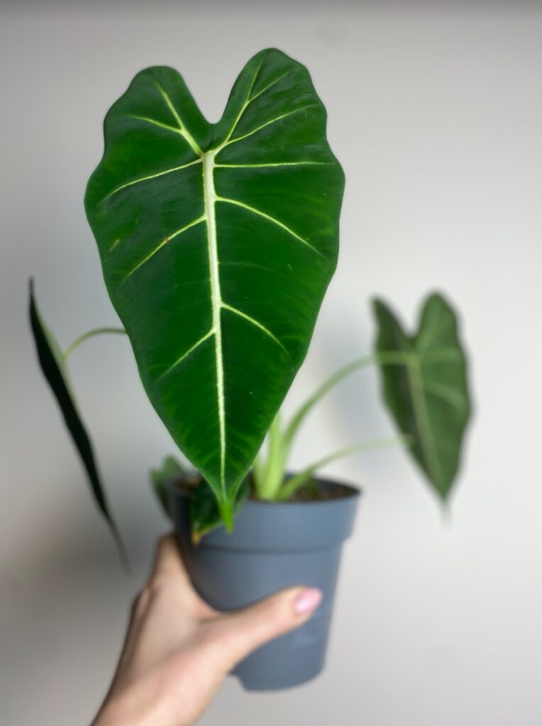 Alocasia micholitziana Frydek