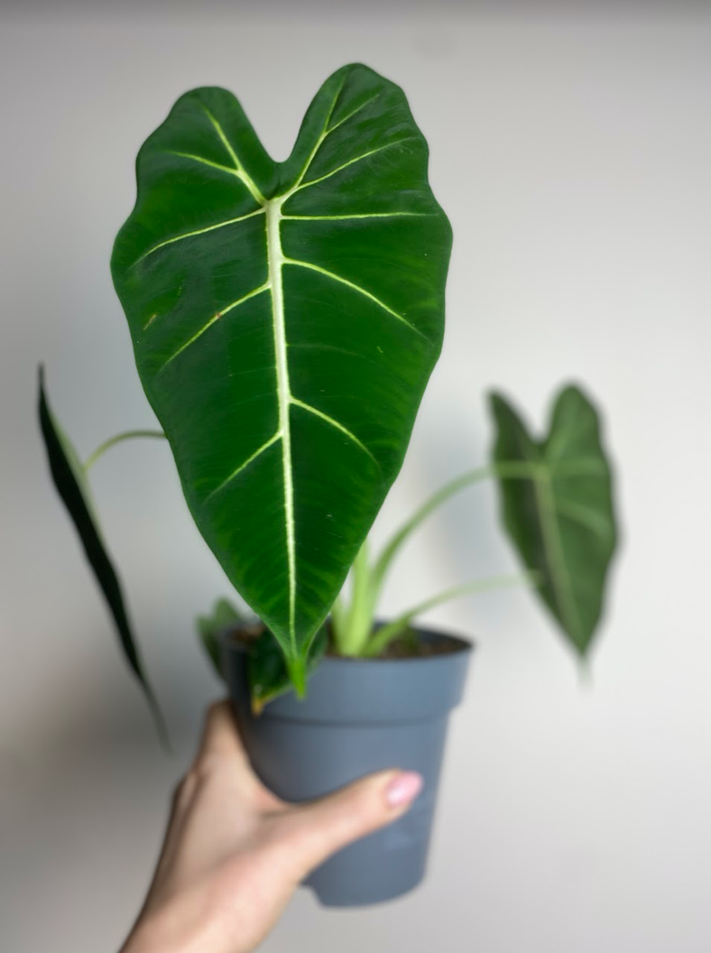Alocasia micholitziana Frydek