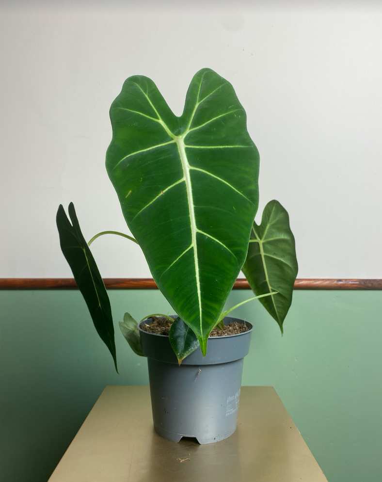Alocasia micholitziana Frydek