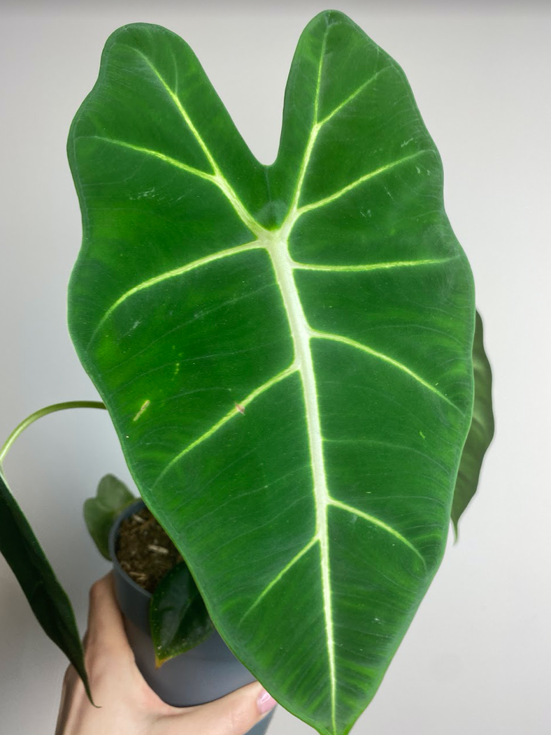 Alocasia micholitziana Frydek