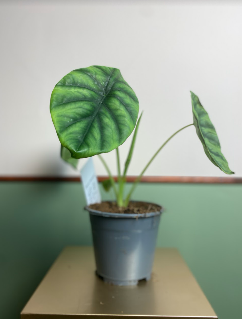 Alocasia Clypeolata ‘Green Shield’