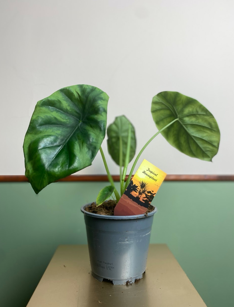 Alocasia Clypeolata ‘Green Shield’