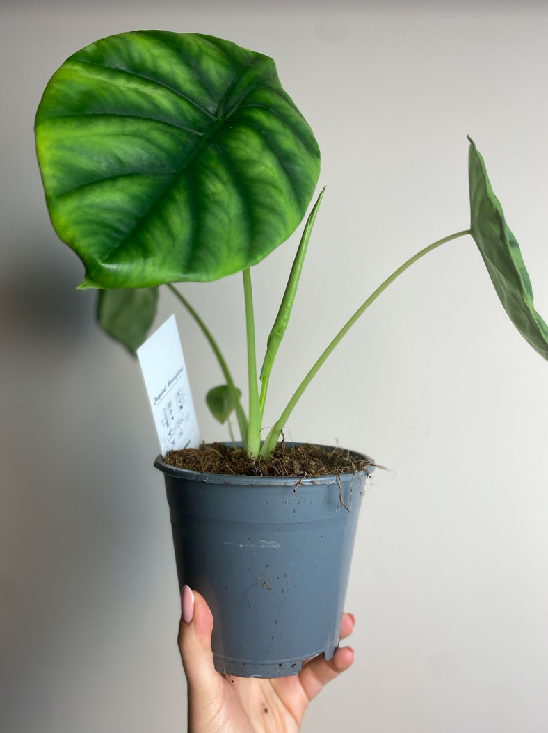 Alocasia Clypeolata ‘Green Shield’