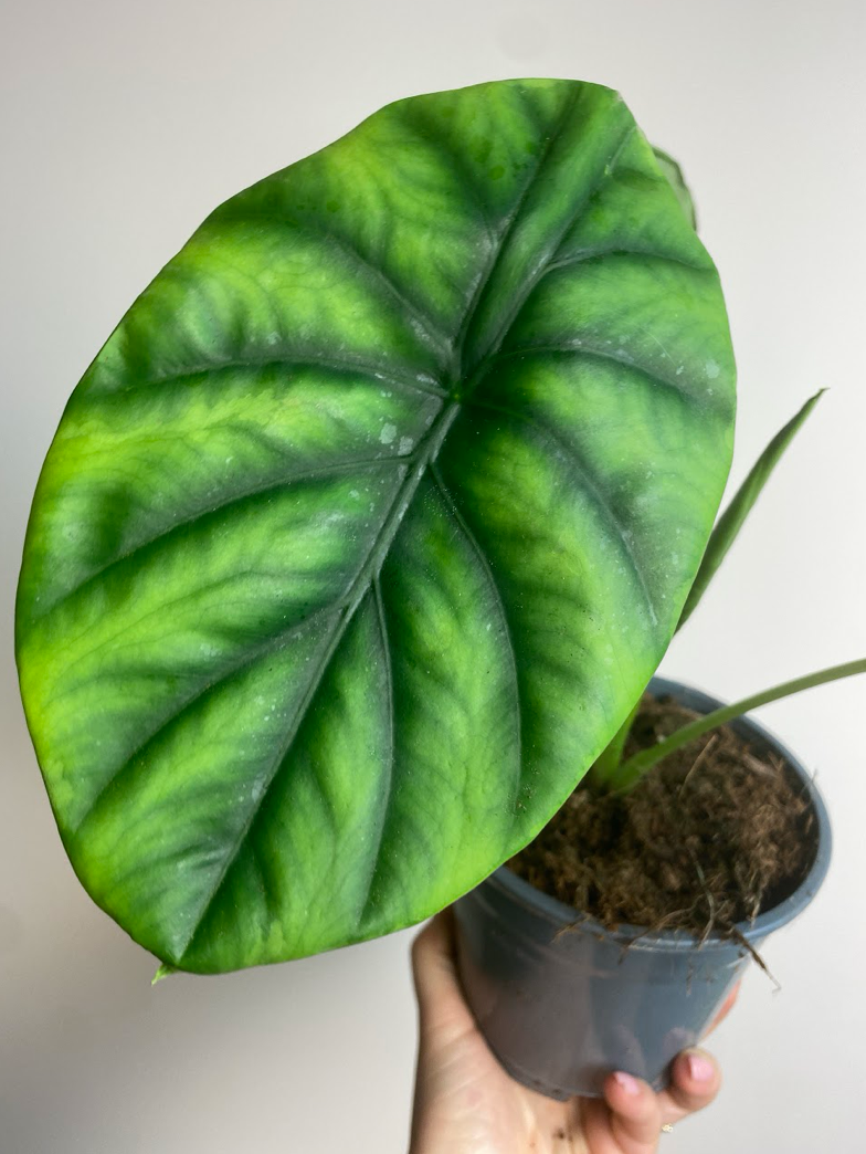 Alocasia Clypeolata ‘Green Shield’
