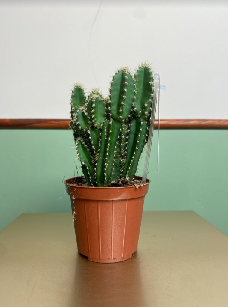 Cereus peruv. Florida
