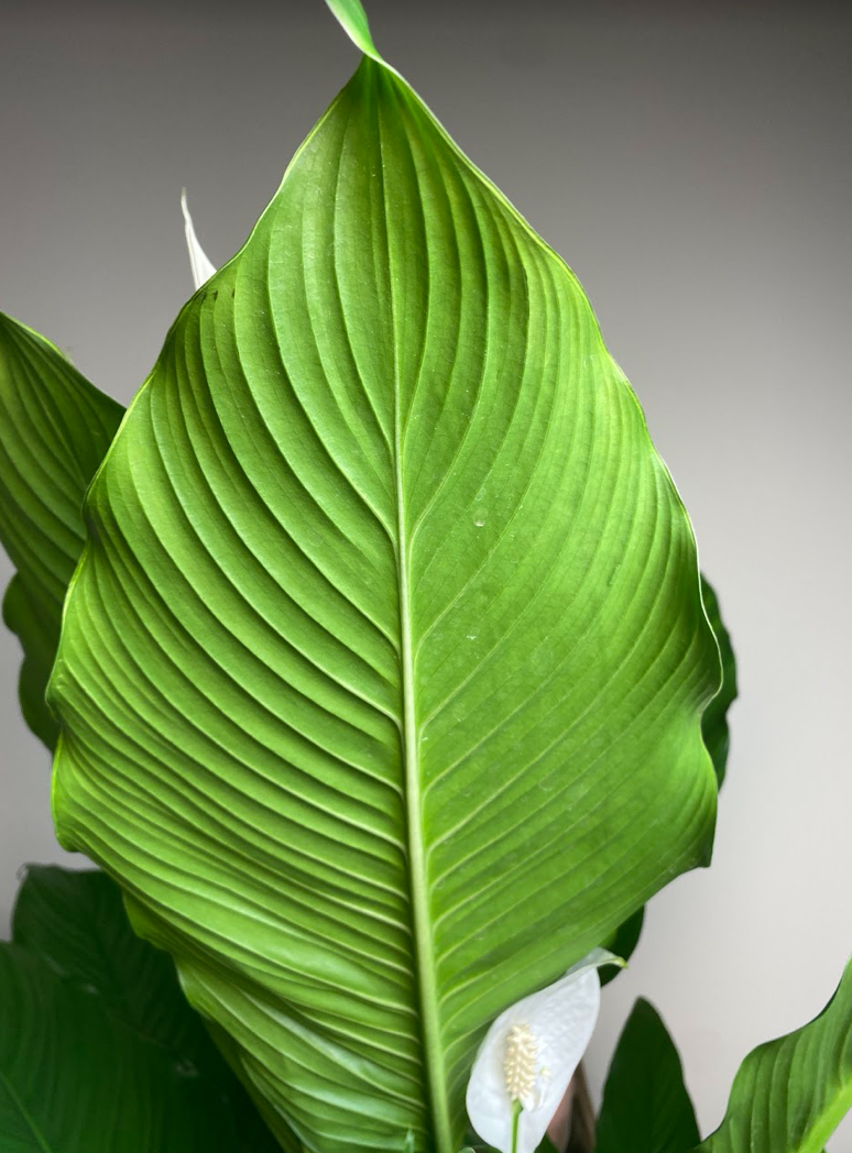 Spathiphyllum Sweet Sebastiano