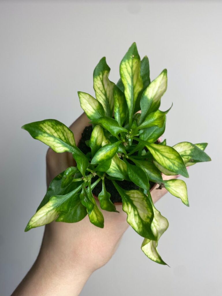 Alternanthera bettzickiana vert