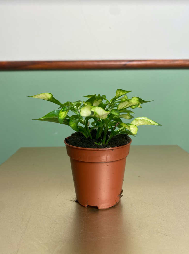 Alternanthera bettzickiana vert