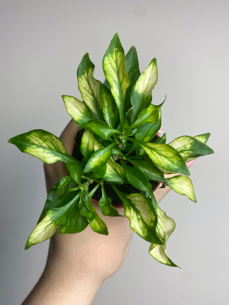 Alternanthera bettzickiana vert
