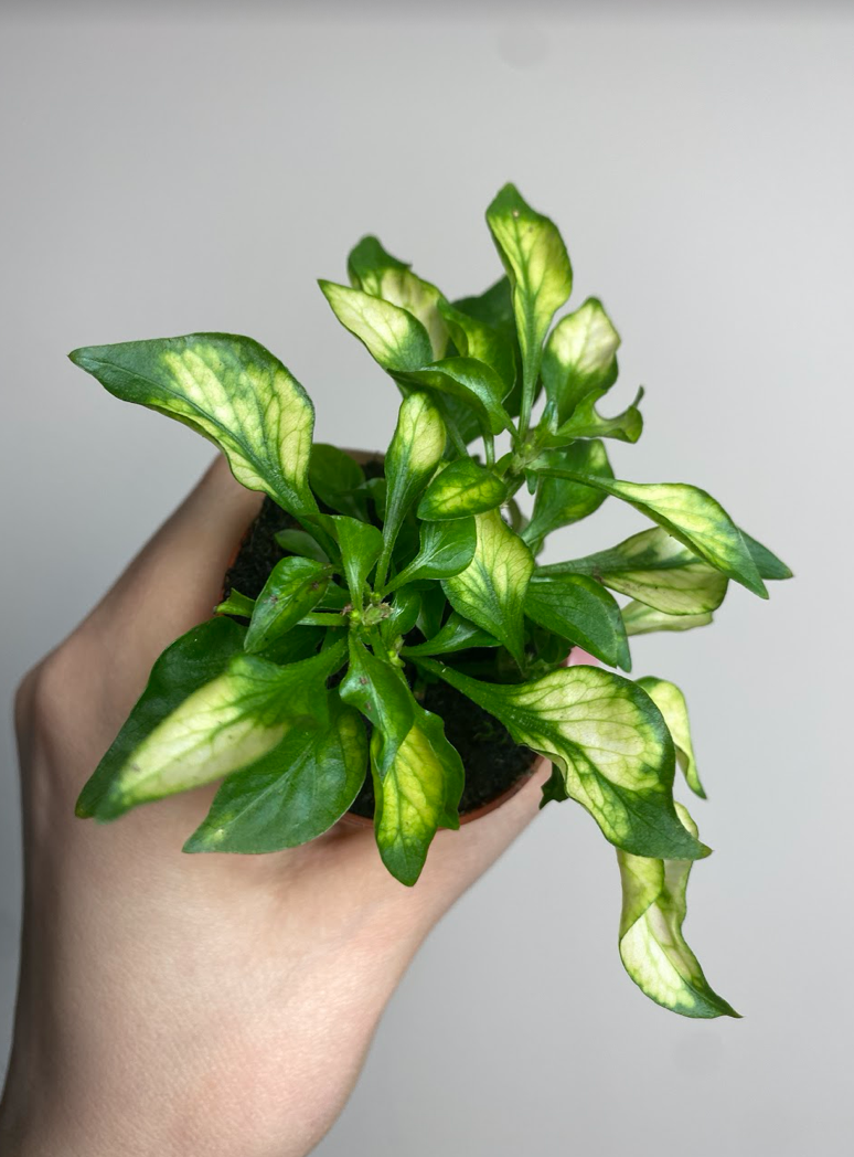 Alternanthera bettzickiana vert