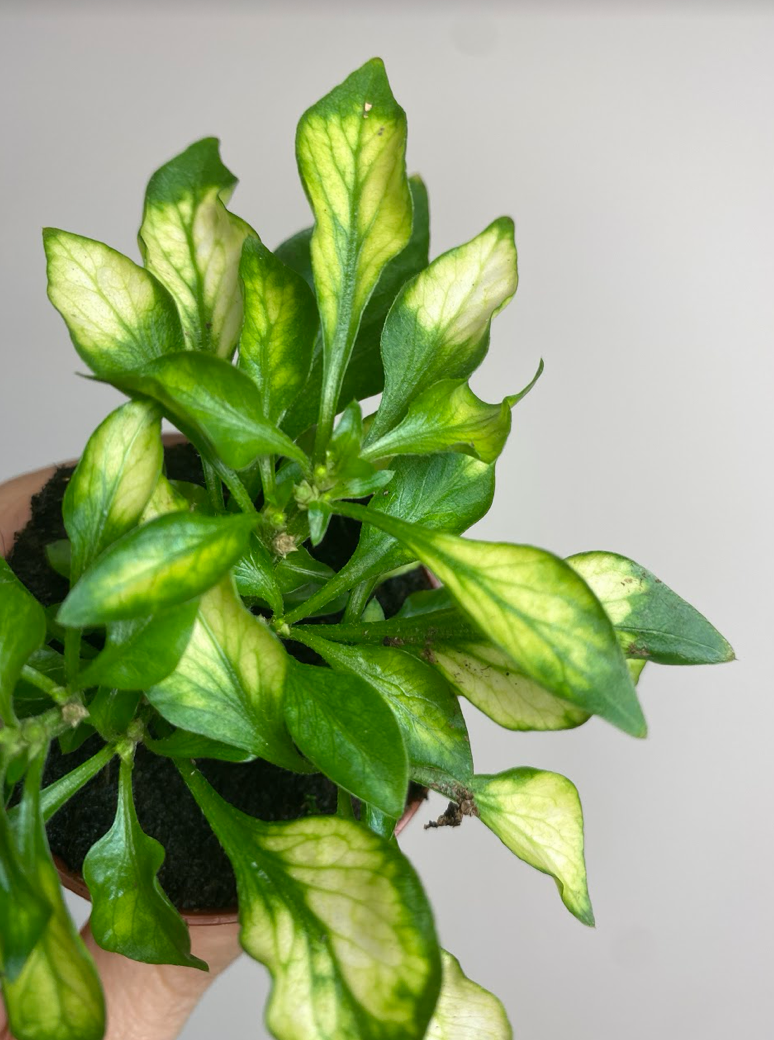 Alternanthera bettzickiana vert