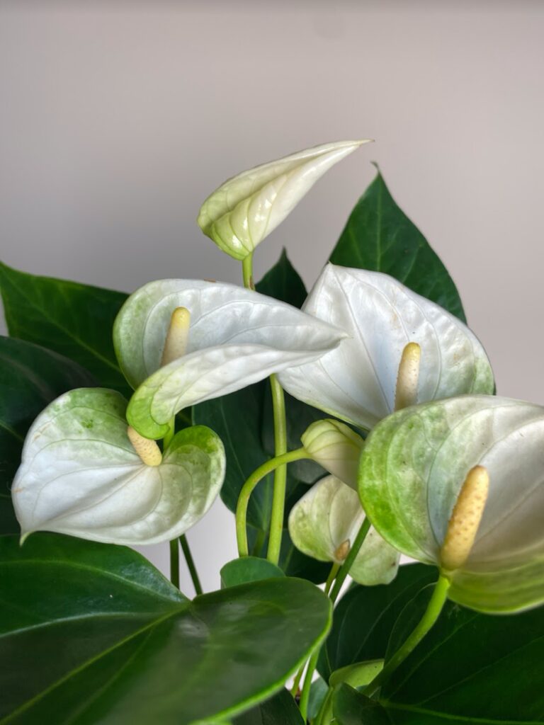 Anthurium andr. Elido