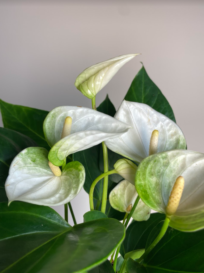Anthurium andr. Elido