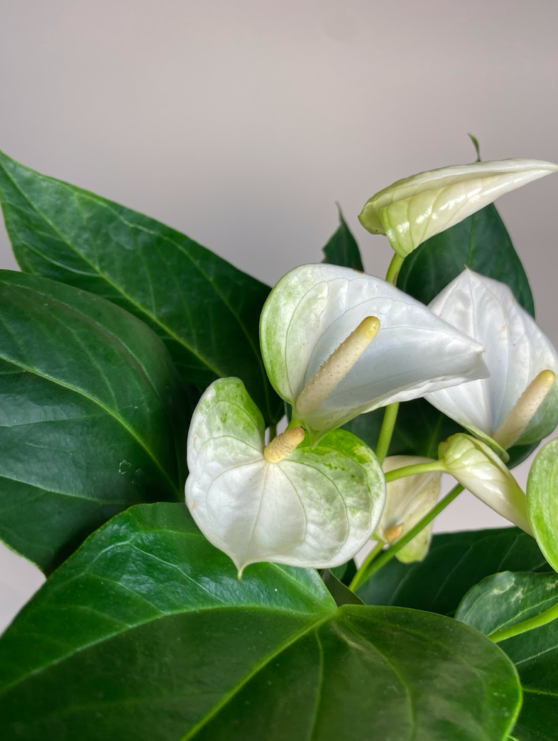 Anthurium andr. Elido