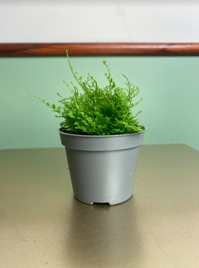 Nephrolepis Exaltata Cotton