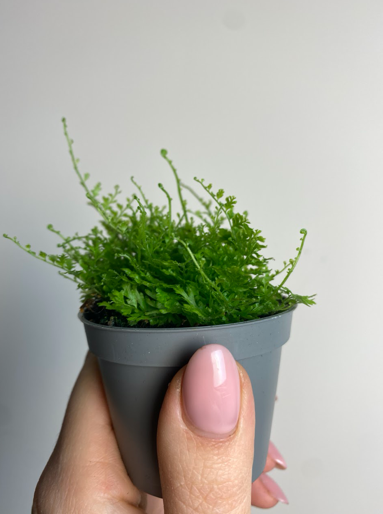 Nephrolepis Exaltata Cotton