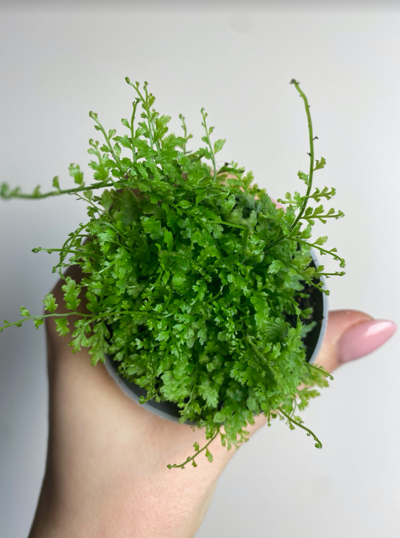 Nephrolepis Exaltata Cotton